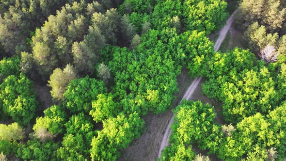 Aerial View Of Green Forest Landscape alt
