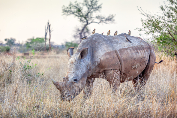 A White Rhino in Kruger Park - Stock Photo - Images