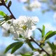 Spring Flowering Cherries 3 - VideoHive Item for Sale