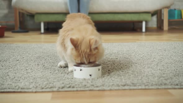 Beautiful Cat Eats Food From a Bowl alt