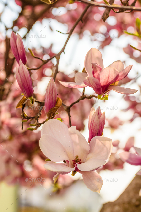 Pink Chinese magnolia flower tree Stock Photo by IciakPhotos | PhotoDune