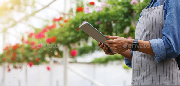 African american woman in apron with digital tablet and smart watch stands in greenhouse