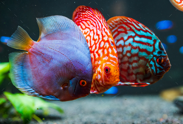 Colorful fish from the spieces Symphysodon discus in aquarium. Stock ...