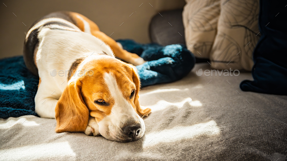 Beagle dog tired sleeps on a couch in bright room. Sun lights through window