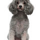 Poodle, 4 years old, sitting in front of white background