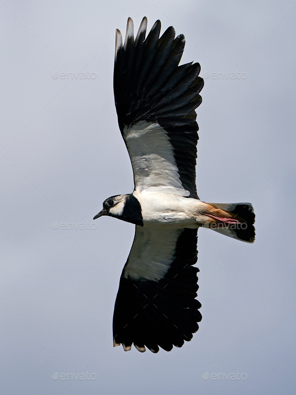 Northern lapwing (Vanellus vanellus) - Stock Photo - Images