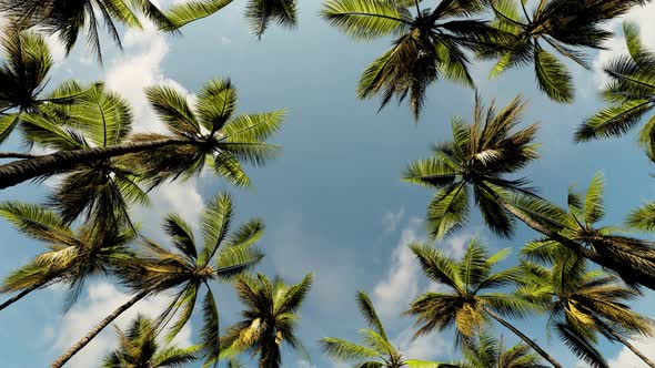 Bottom view of tall coconut trees against a background of clouds.