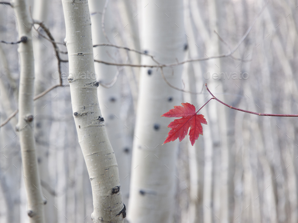 A single red maple leaf in autumn, against a background of aspen tree trunks