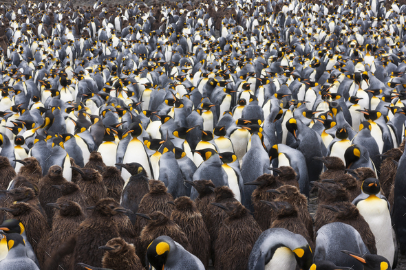 King Penguins, Aptenodytes patagonicus, in a bird colony