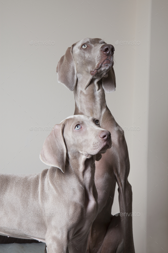 An adult weimaraner dog and a puppy. Two dogs side by side looking up.