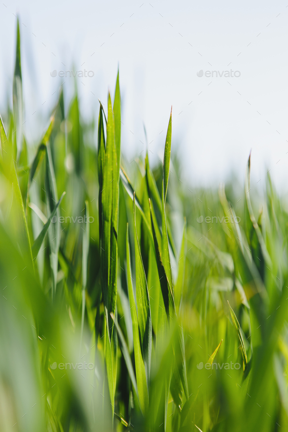 Close up of a food crop, a field of wheat, wheat stalks and ears developing