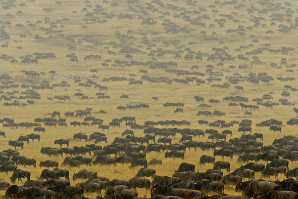 Herd of wildebeest crosses the open plains of the Mara River region,