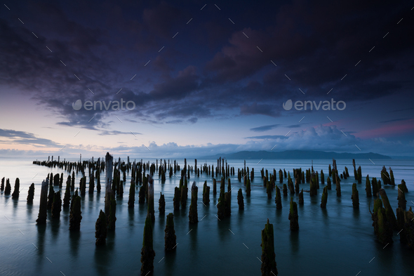The weathered remains of wood pilings. Upright wooden stumps in water. Oregon, USA
