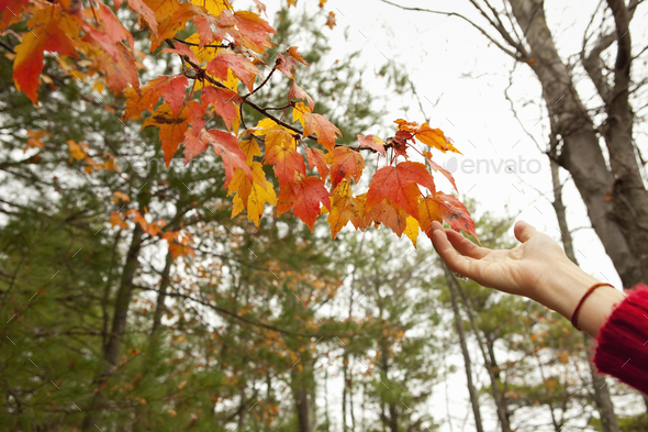 A person reaching up to the autumn foliage on a tree branch.