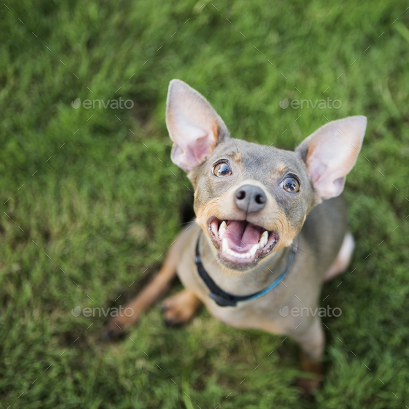 A small dog sitting on the ground looking upwards with an eager expression.