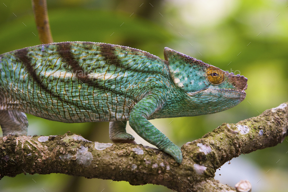 Parson's chameleon, Madagascar - Stock Photo - Images