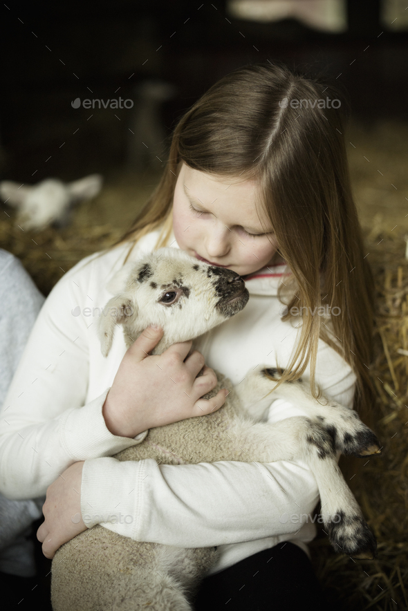 Children and newborn lambs in a lambing shed.