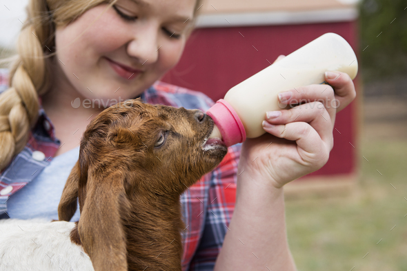 A girl bottle-feeding a baby goat.