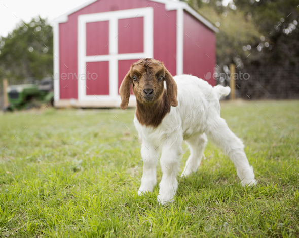 A baby goat outside a barn.