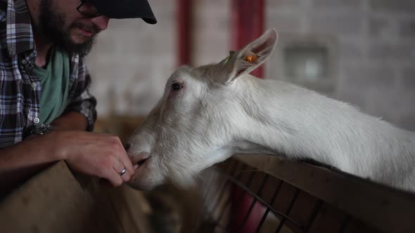 Side View Curios Goat Licking Hand of Young Man in Barnyard Indoors alt