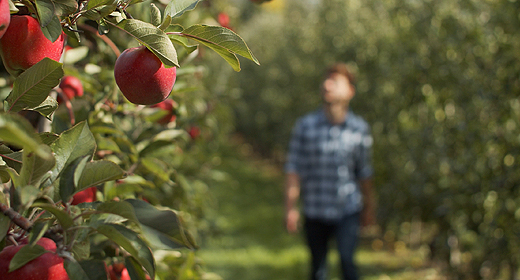 Apple Orchard - Nature