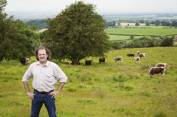 Man and a herd of English Longhorn cattle in a pasture.