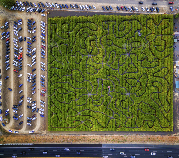 Corn Maze, Petaluma Pumpkin Patch, an aerial view of the maze, hedges and paths. Cars parked.