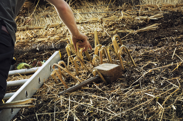 Thatching a roof - Stock Photo - Images