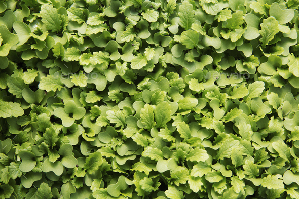 Small salad leaves, micro leaves growing. View from above.