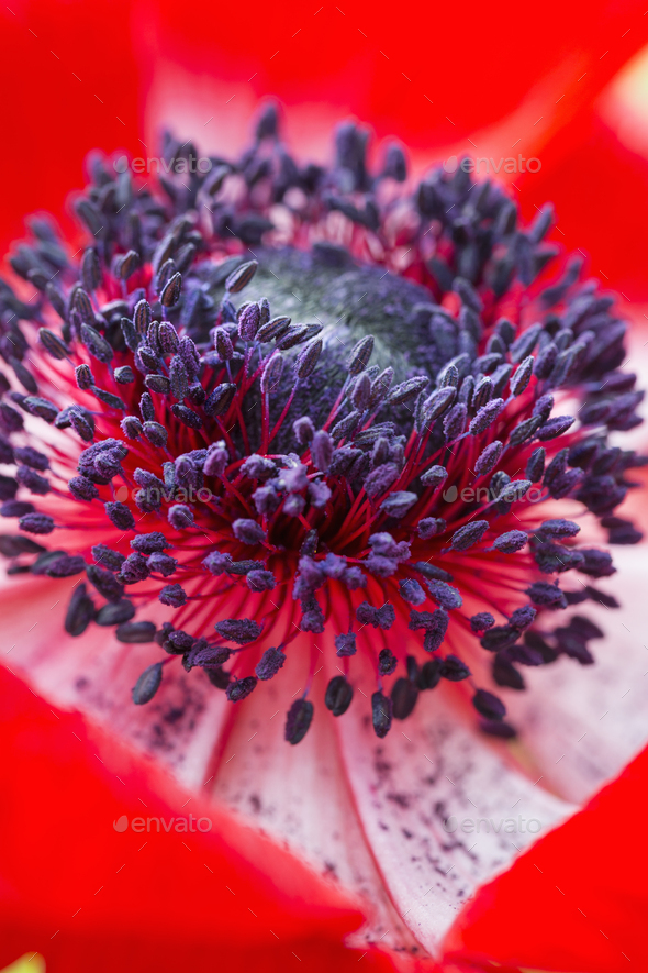 Close up of a flower with red petals and purple stamens. - Stock Photo - Images
