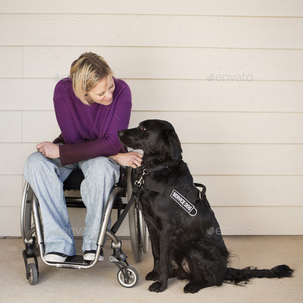 A woman in a wheelchair stroking her black labrador service dog. - Stock Photo - Images