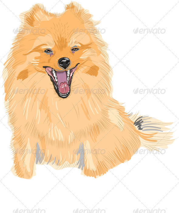 Dog German Toy Pomeranian Breed Smiles - Animals Characters