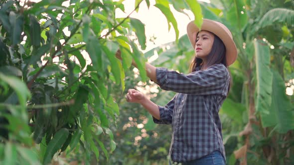 Young woman farmer looking for check and monitoring the  planted in orchard