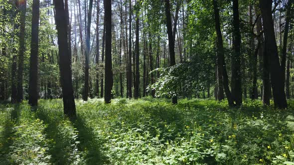 Trees in the Forest By Summer Day alt