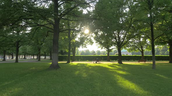 Park with green trees