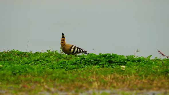 Eurasian Hoopoe alt