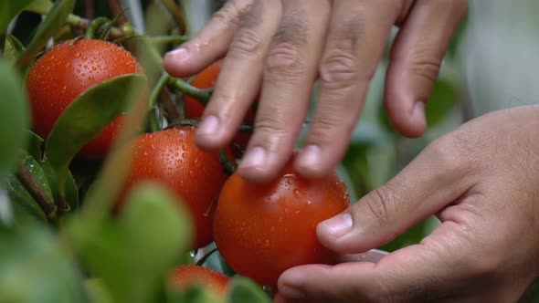 Farmer Taking Care of Tomato Plants in Hothouse, Agricultural Business, Work