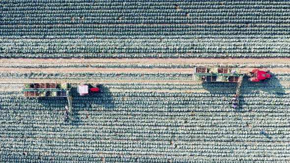 Large Field with Cabbage Getting Reaped By Tractors in a Top View alt