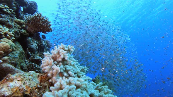 Tropical Blue Sea Glassfish alt