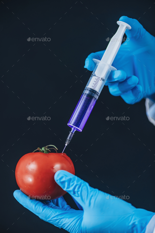 Genetically Engineered Food Concept. Injecting Chemicals into Tomato