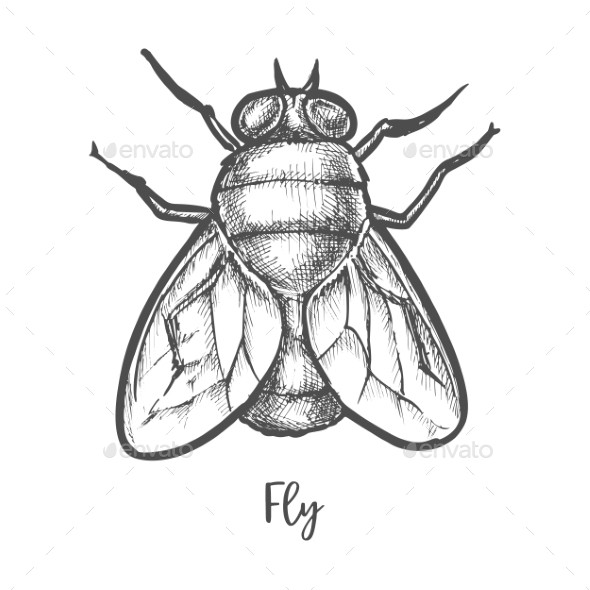 Housefly Sketch Photos and Images | Shutterstock