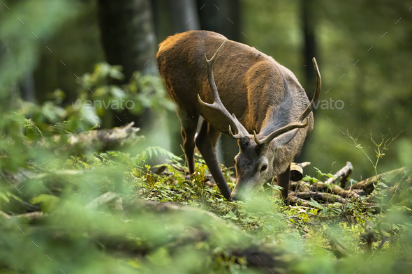 Unaware Red Deer Stag Grazing Green Vegetation In Summer Forest Stock Photo By Wildmediask