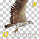 Eurasian White-tailed Eagle - Flying Loop - Down Angle View - 94