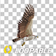 Eurasian White-tailed Eagle - Flying Loop - Down Angle View - 92