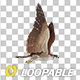 Eurasian White-tailed Eagle - Flying Loop - Down Angle View - 90