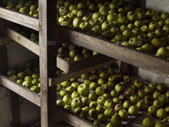 Green apples arranged in rows for over-winter storage on wooden shelves.