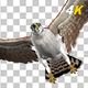 Eurasian White-tailed Eagle - Flying Transition II - 89
