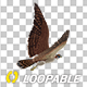 Eurasian White-tailed Eagle - Flying Loop - Down Angle View - 179