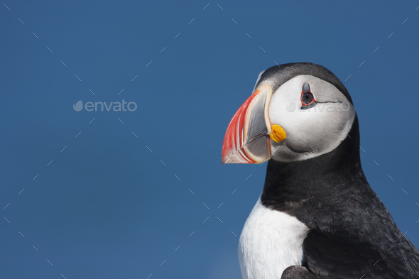 Close up of an Atlantic Puffin, head profile.