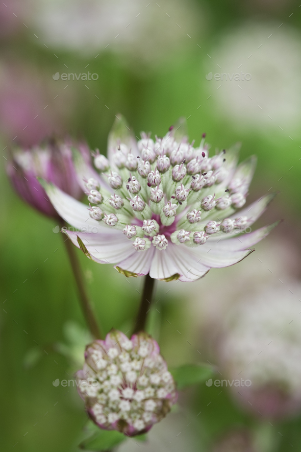 An astrantia flowering plant in a cottage garden with delicate flowerheads.